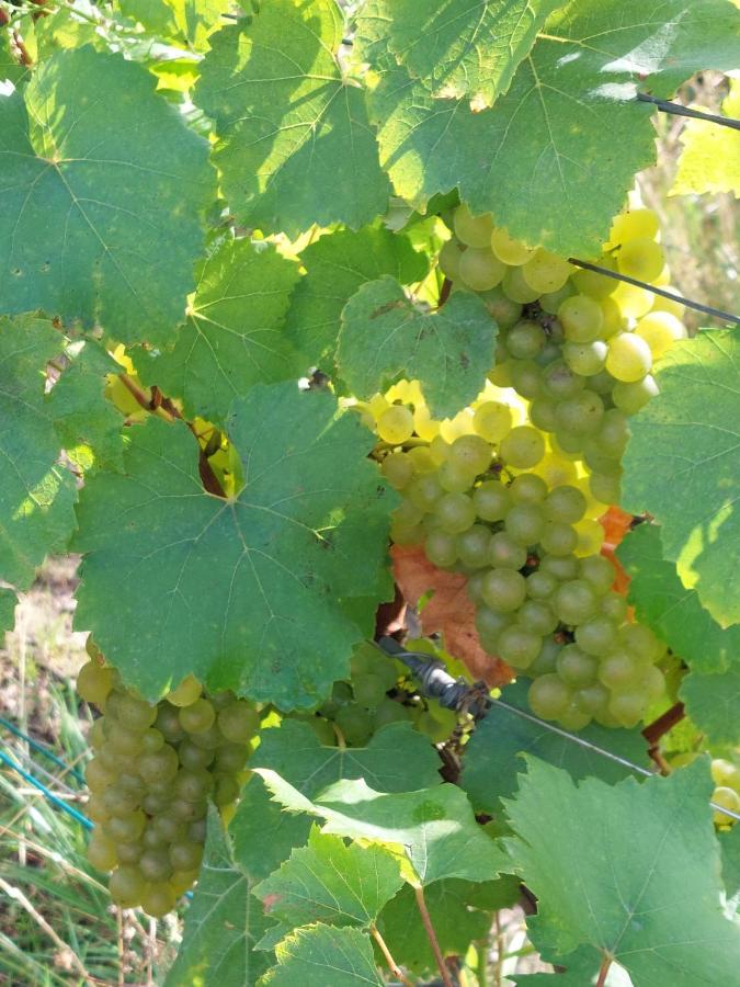 Epernay Capital De Champagne Leilighet Eksteriør bilde